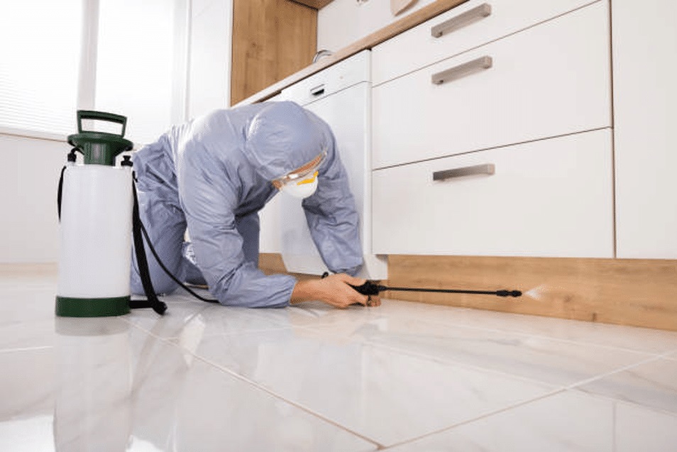 Termite Inspection Is Vital to Prevent the Costly Damage a Termite Brings
